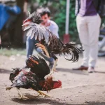 Apply flexible tactical cockfighting tips during the match